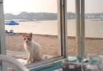 Katze vor einer Taverne in Faliraki