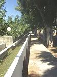 die Eukalyptusallee in Kolymbia