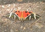 Schmetterling in Petaloudes