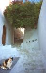 Katze in Lindos